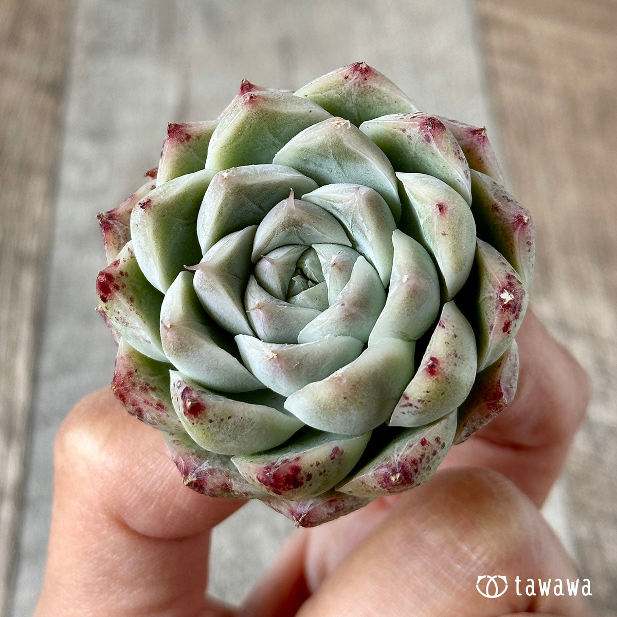퀸즈 로즈