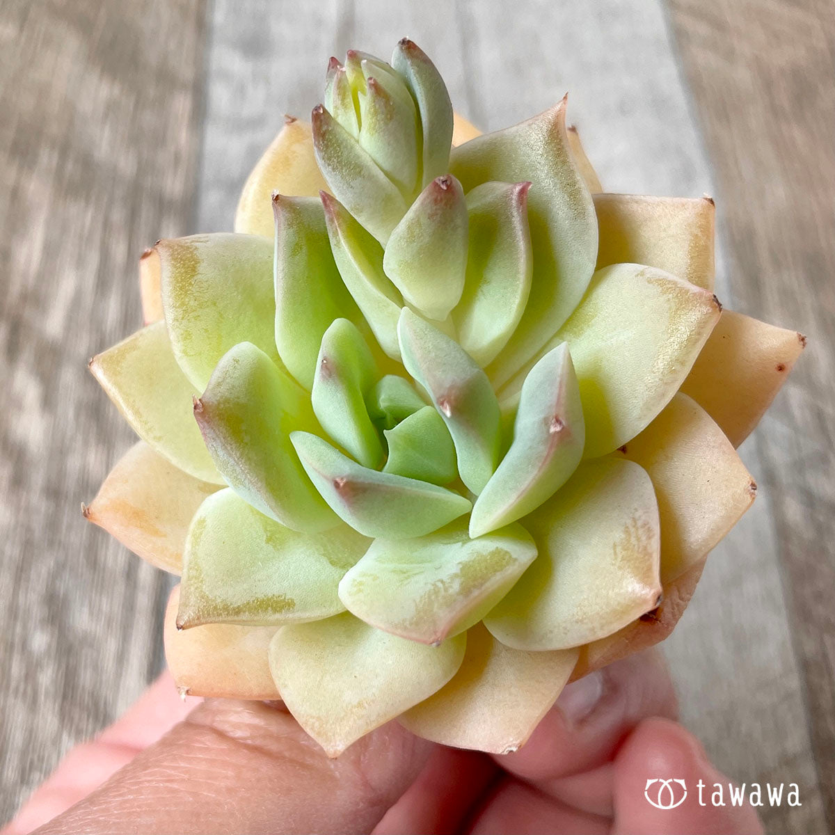 펑퀸