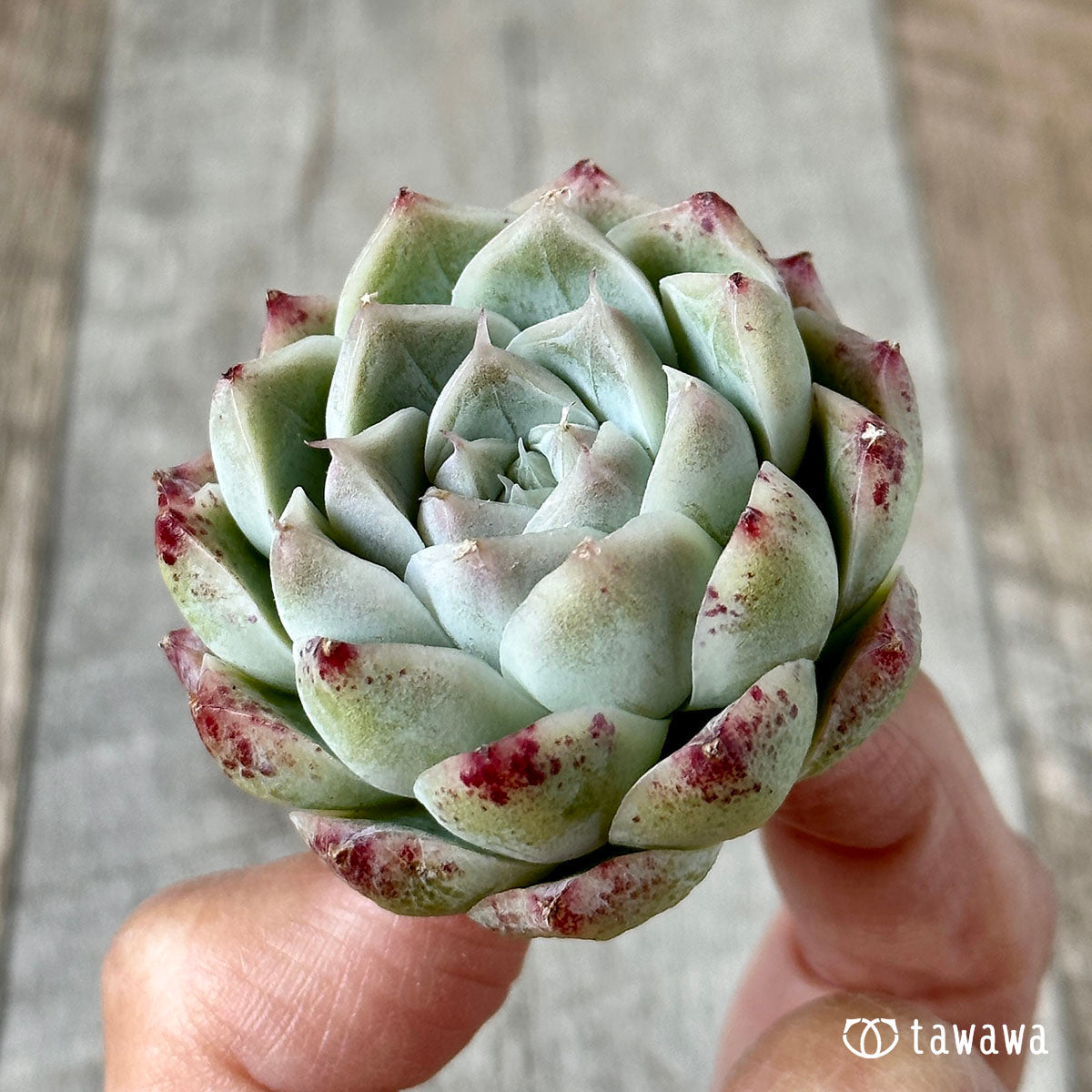 퀸즈 로즈