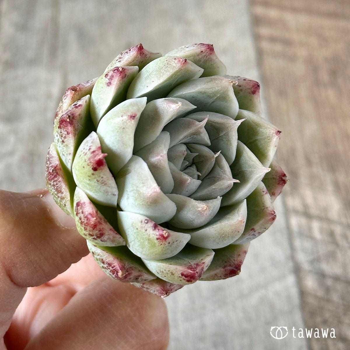 퀸즈 로즈