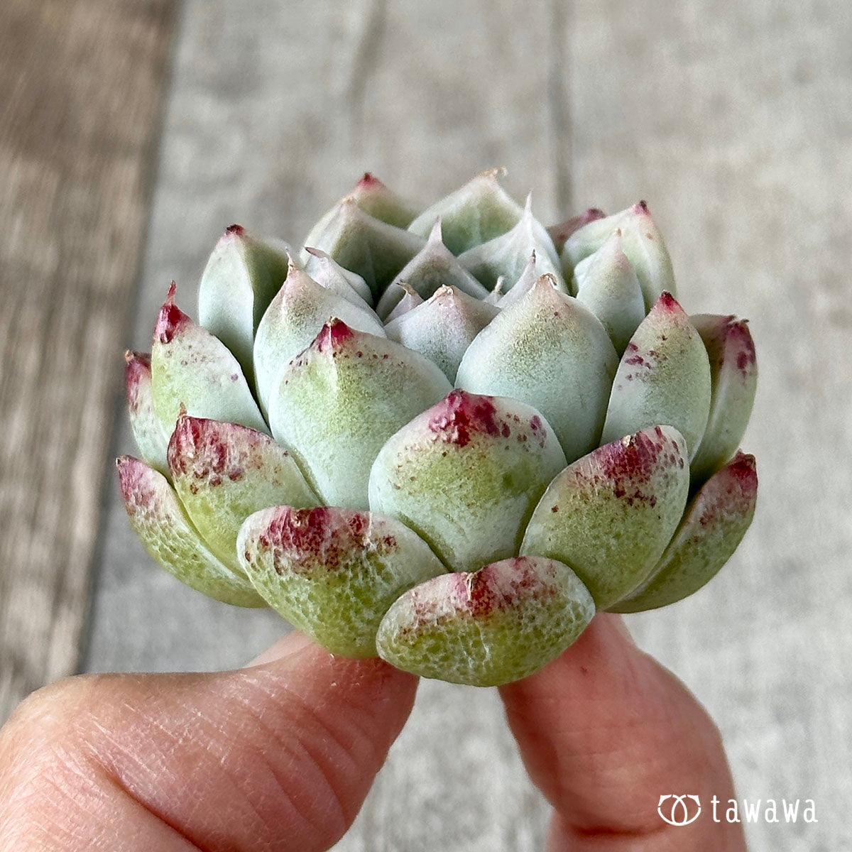 퀸즈 로즈