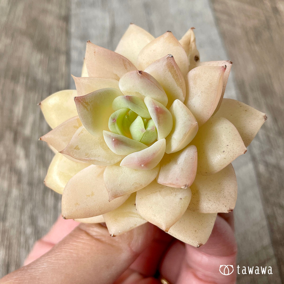 펑퀸