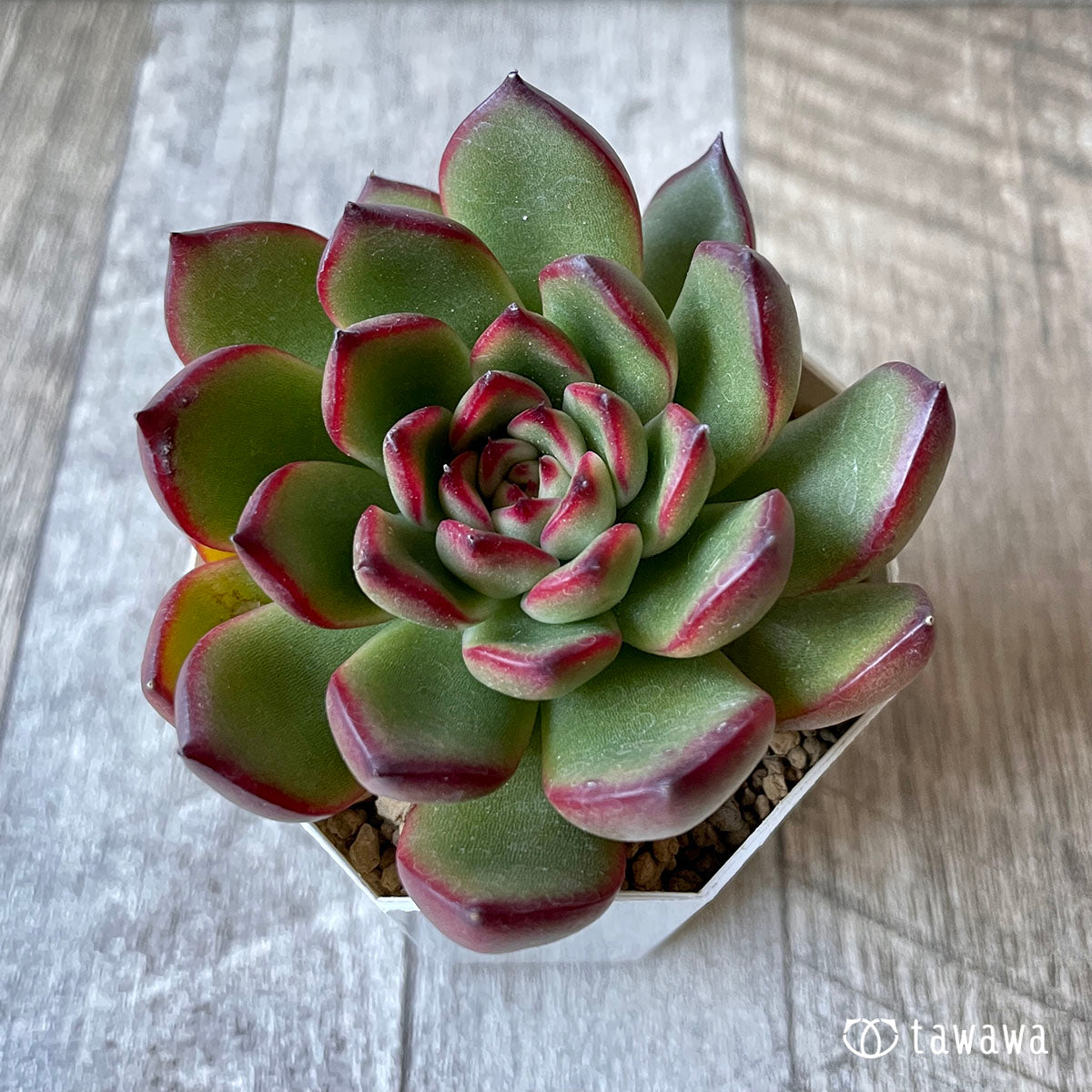 New Arrival* Cubic Frost