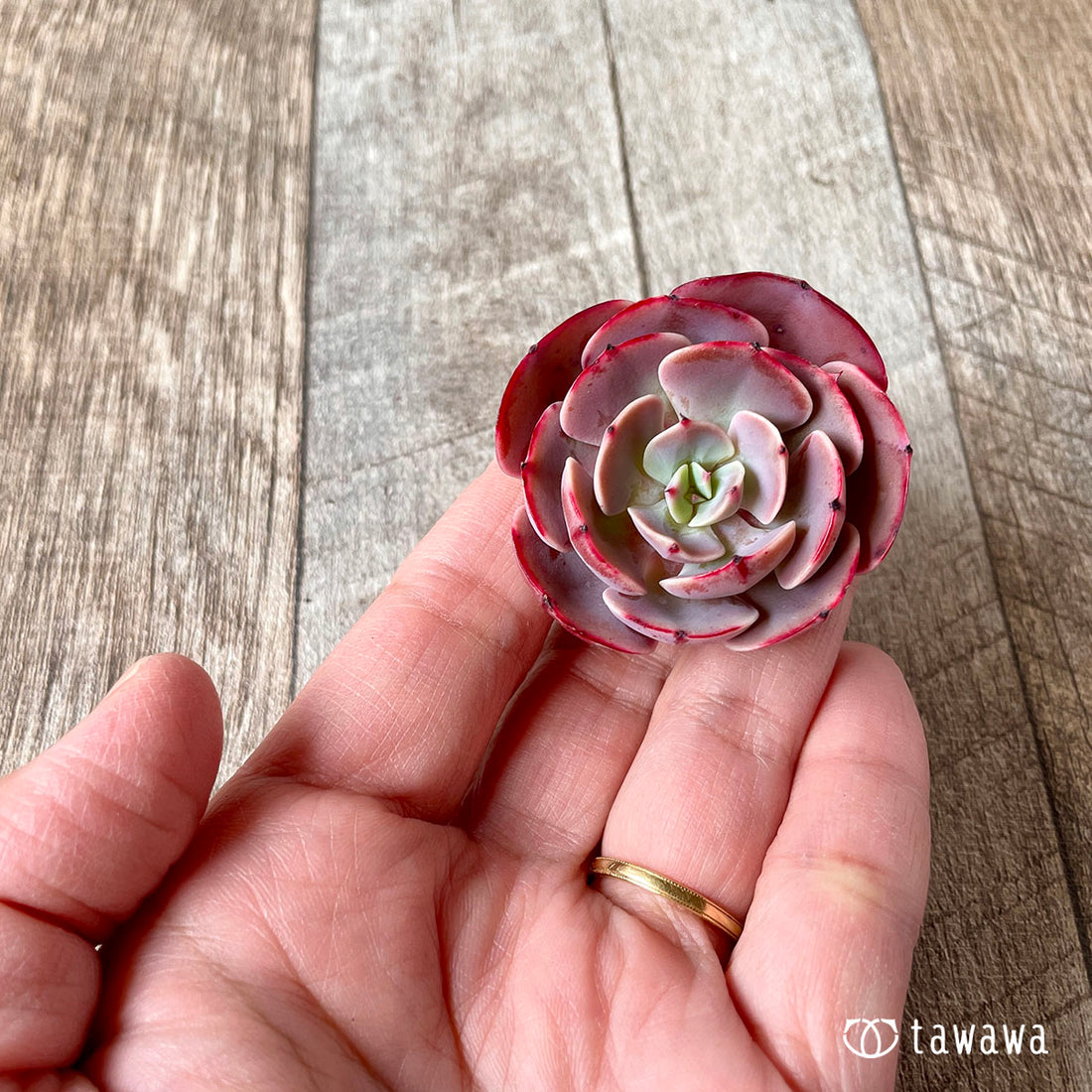 Orange Monroe Orange Monroe