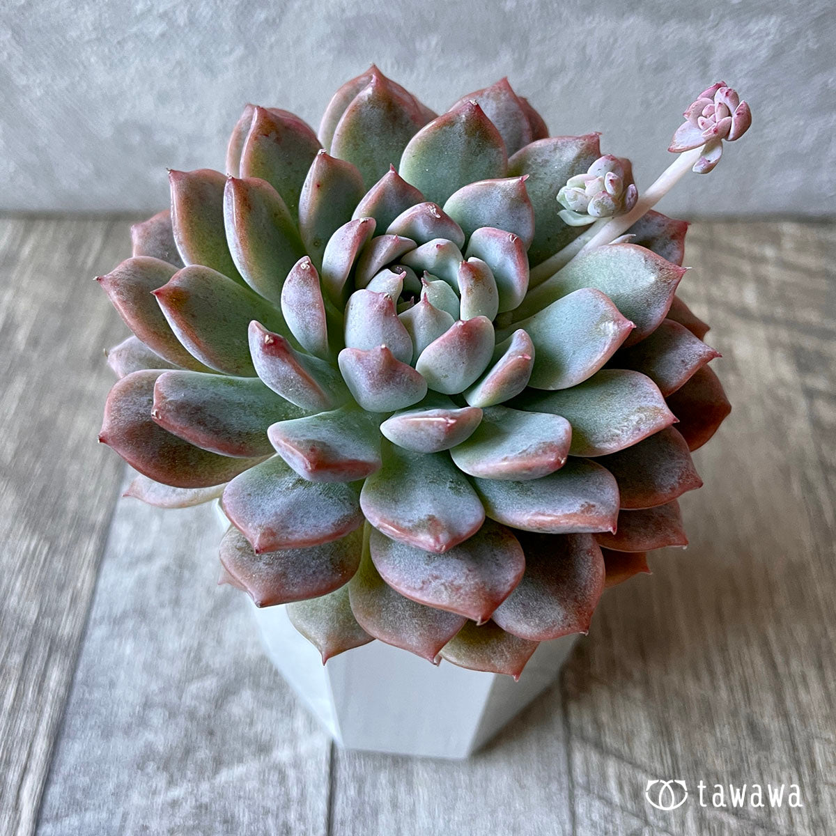 New Arrival* Cubic Frost