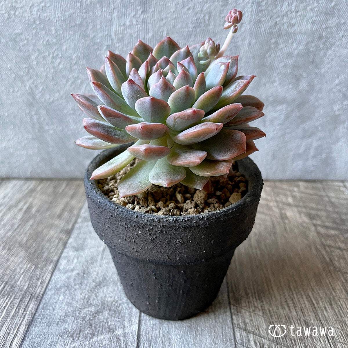 New Arrival* Cubic Frost