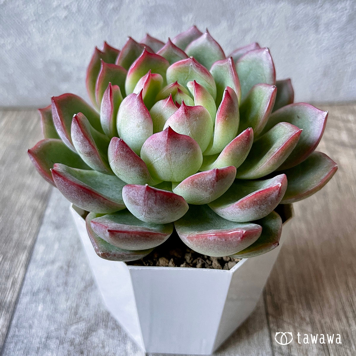 New Arrival* Cubic Frost