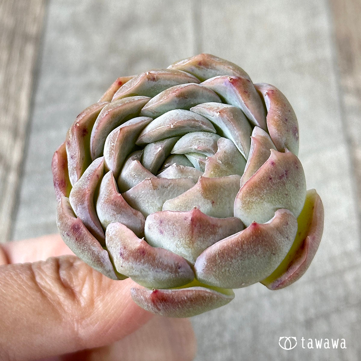 프리메라