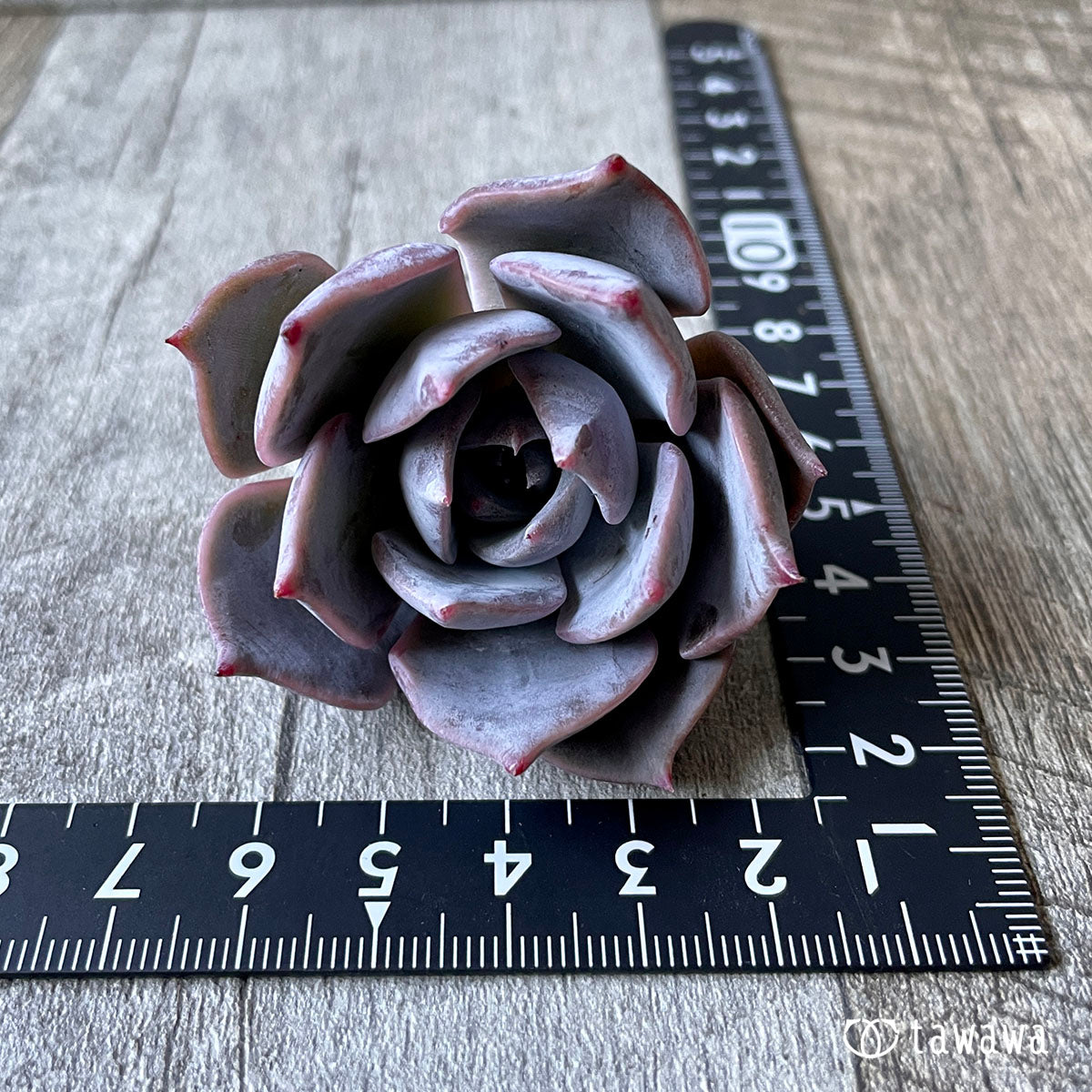 New Arrival* Cubic Frost
