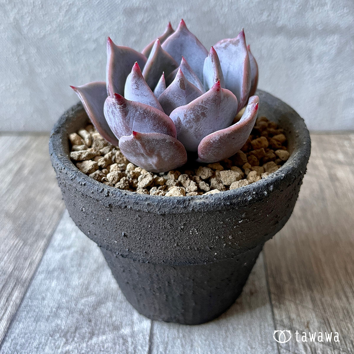 New Arrival* Cubic Frost