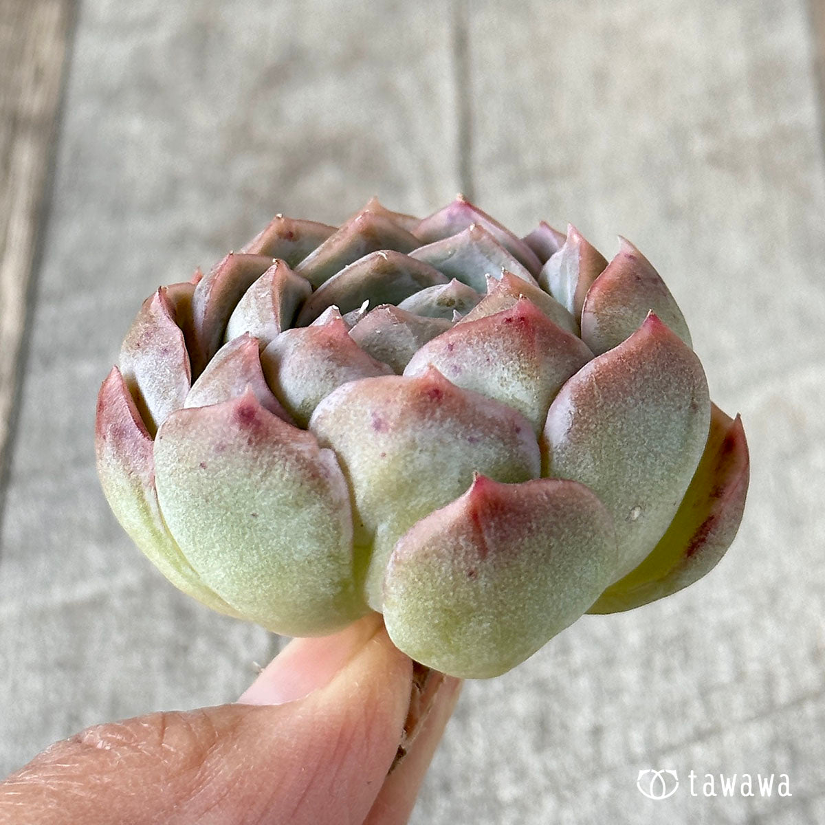 프리메라