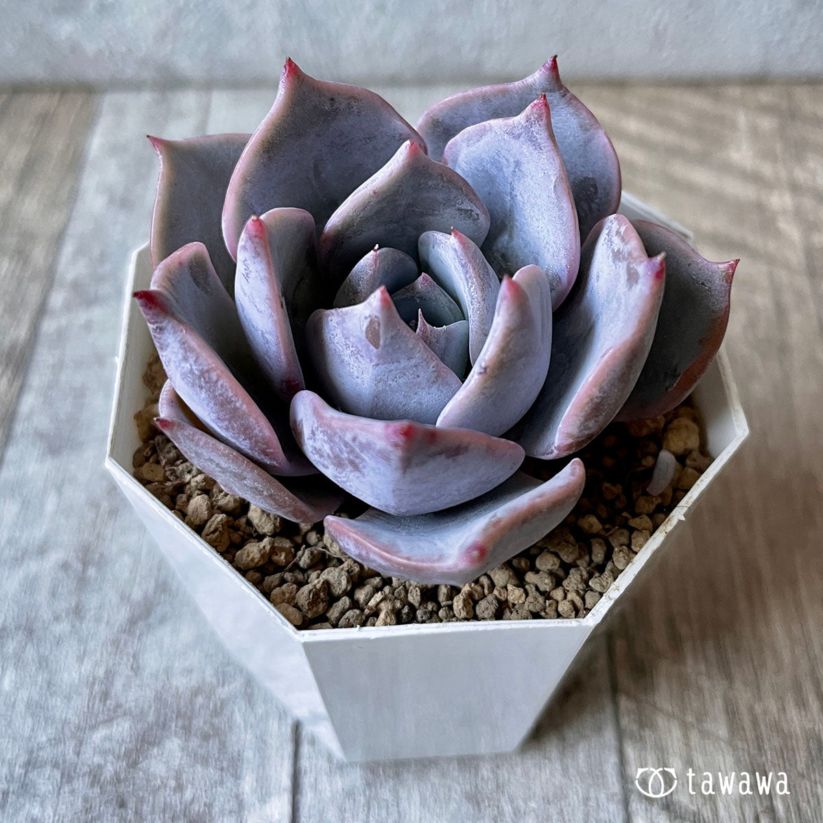 New Arrival* Cubic Frost