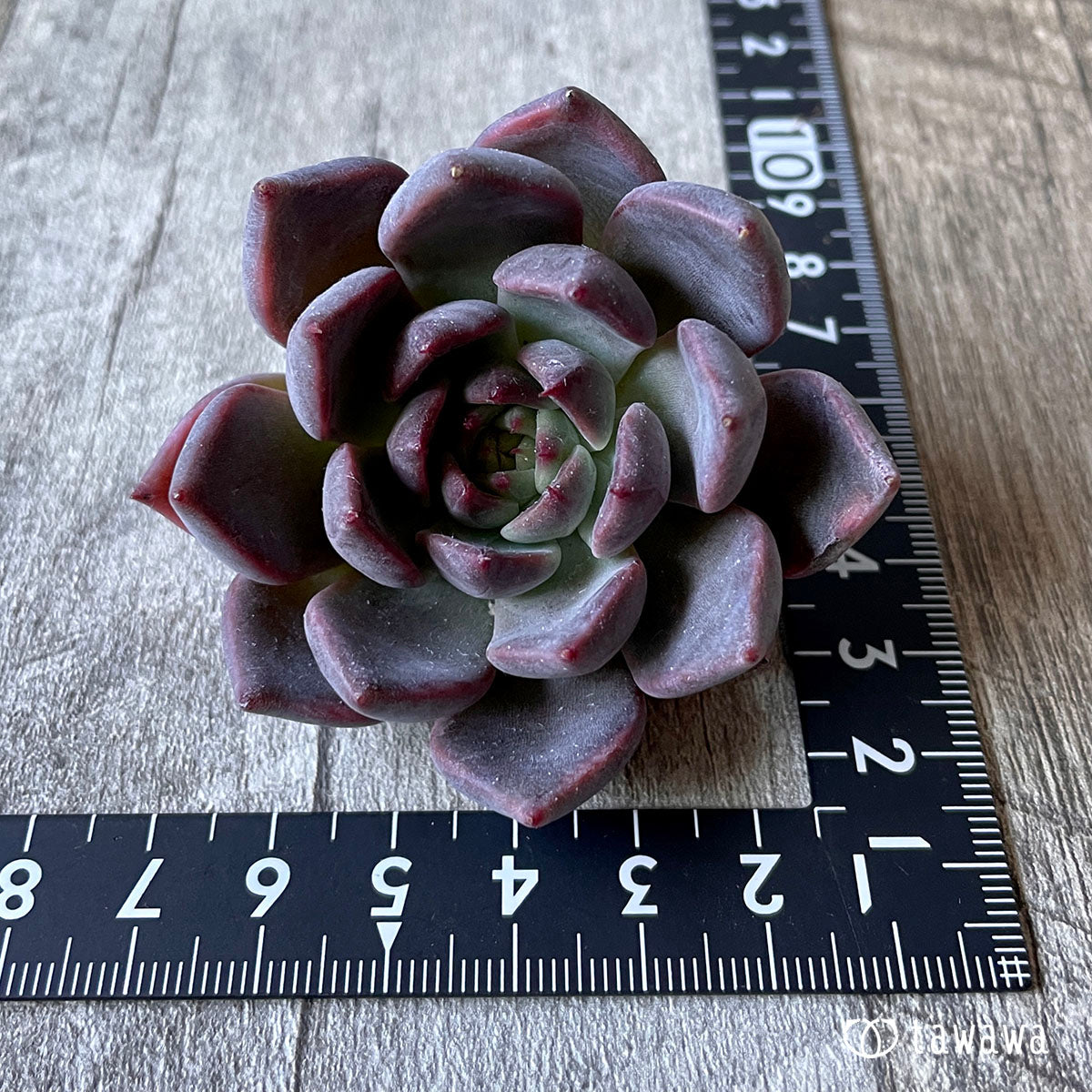 New Arrival* Cubic Frost