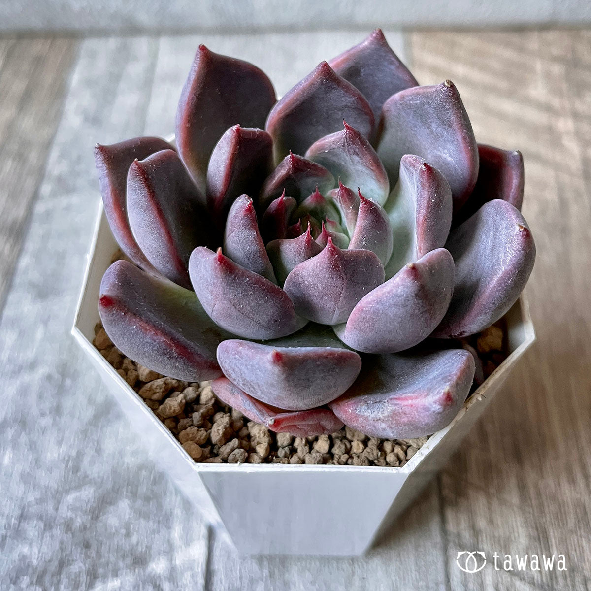 New Arrival* Cubic Frost