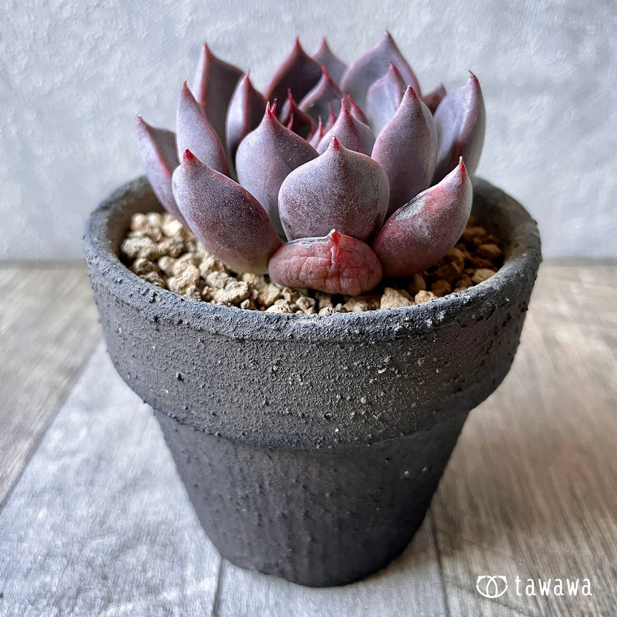 New Arrival* Cubic Frost