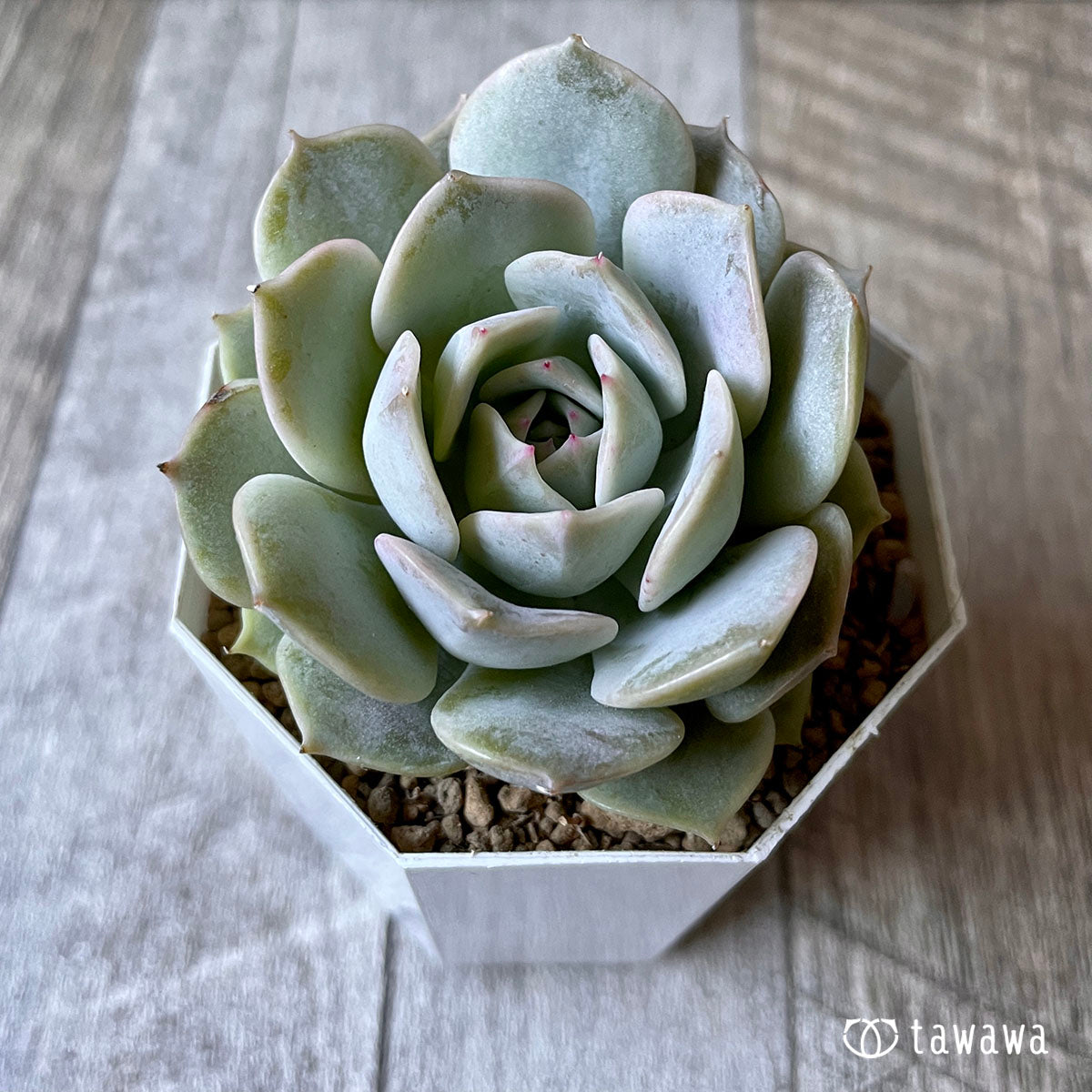 New Arrival* Cubic Frost