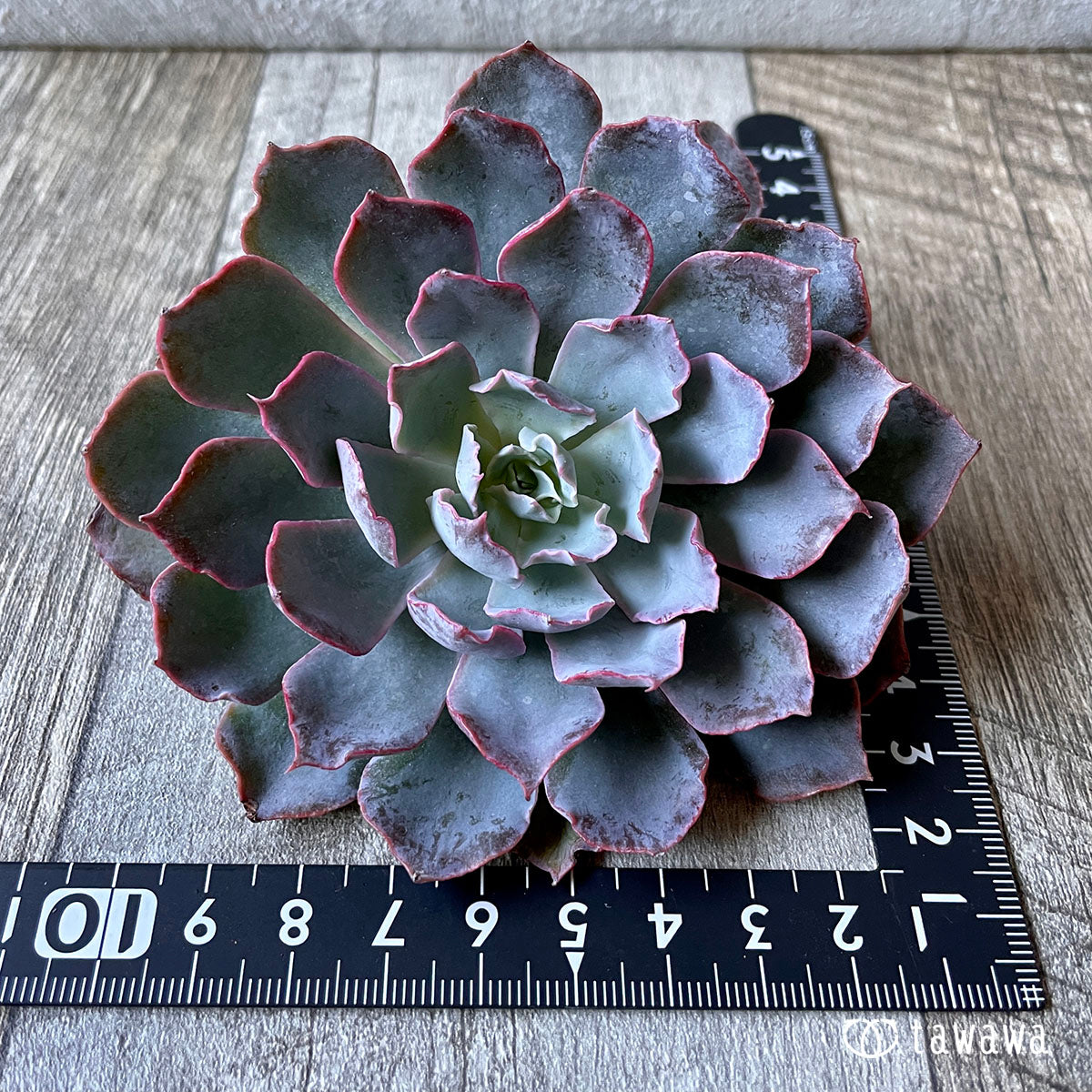 New Arrival* Cubic Frost