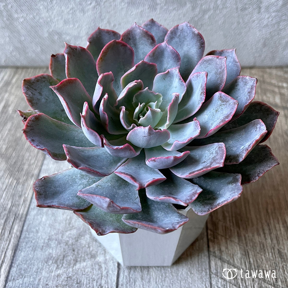 New Arrival* Cubic Frost