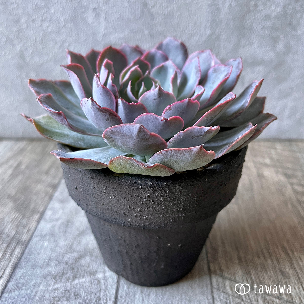 New Arrival* Cubic Frost