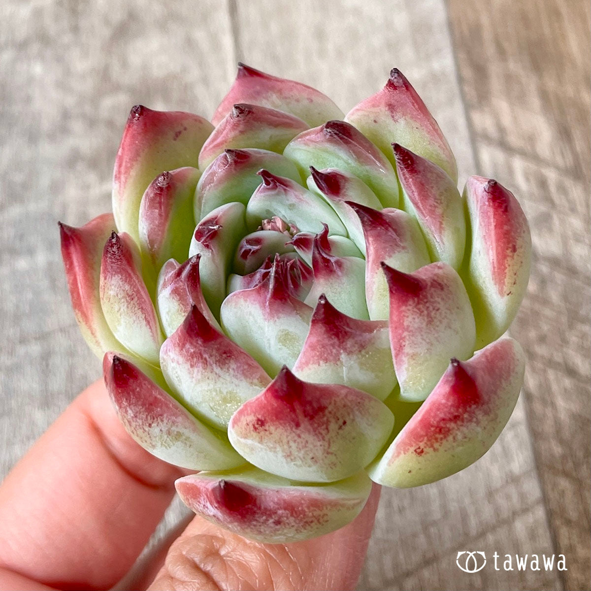 桃太郎