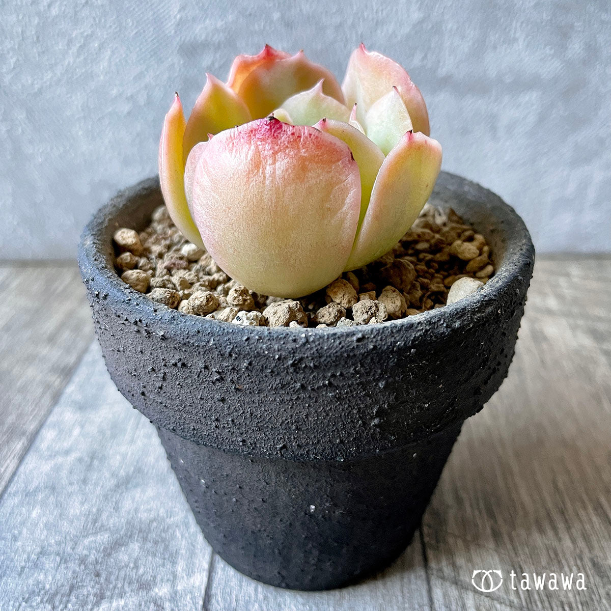 New Arrival* Cubic Frost