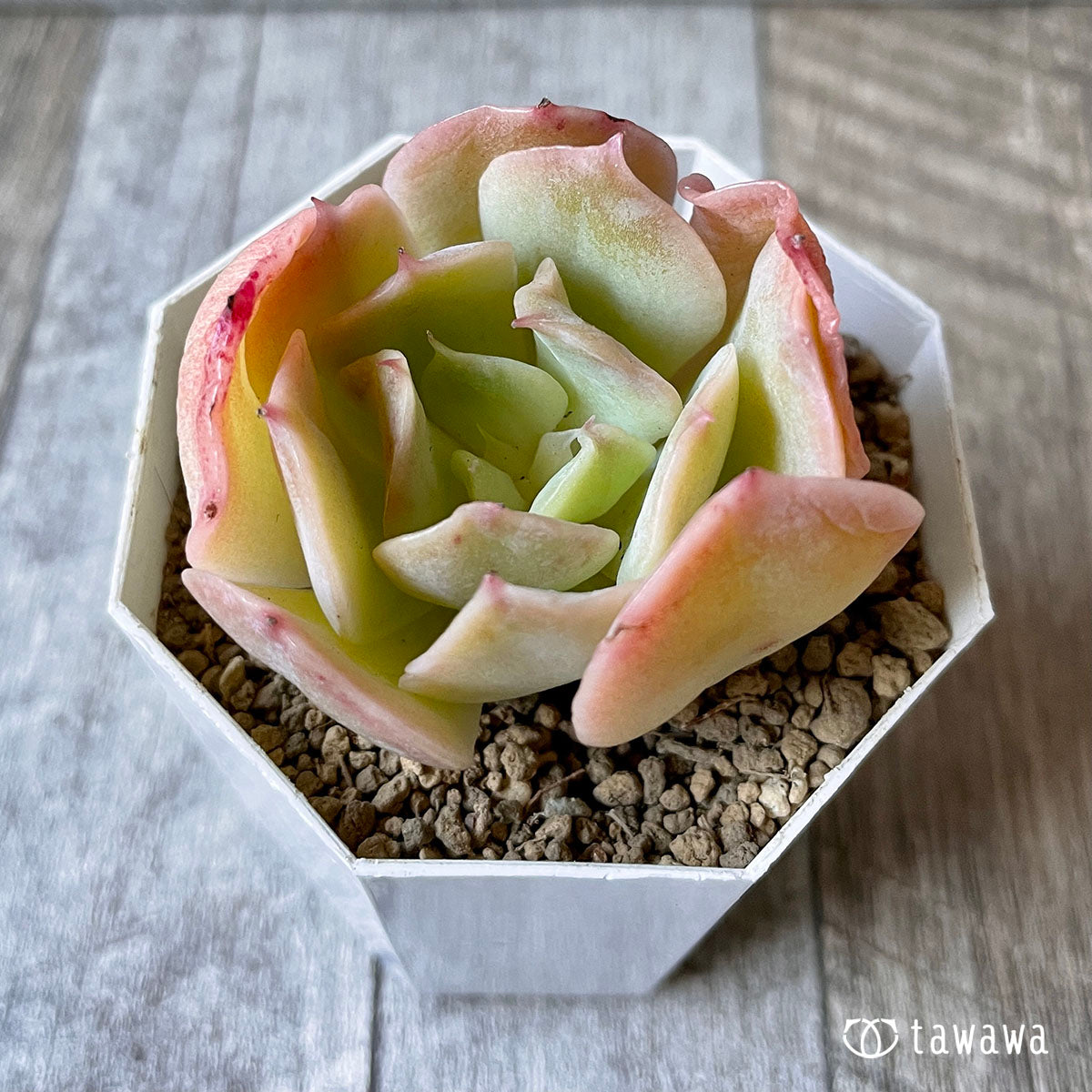 New Arrival* Cubic Frost