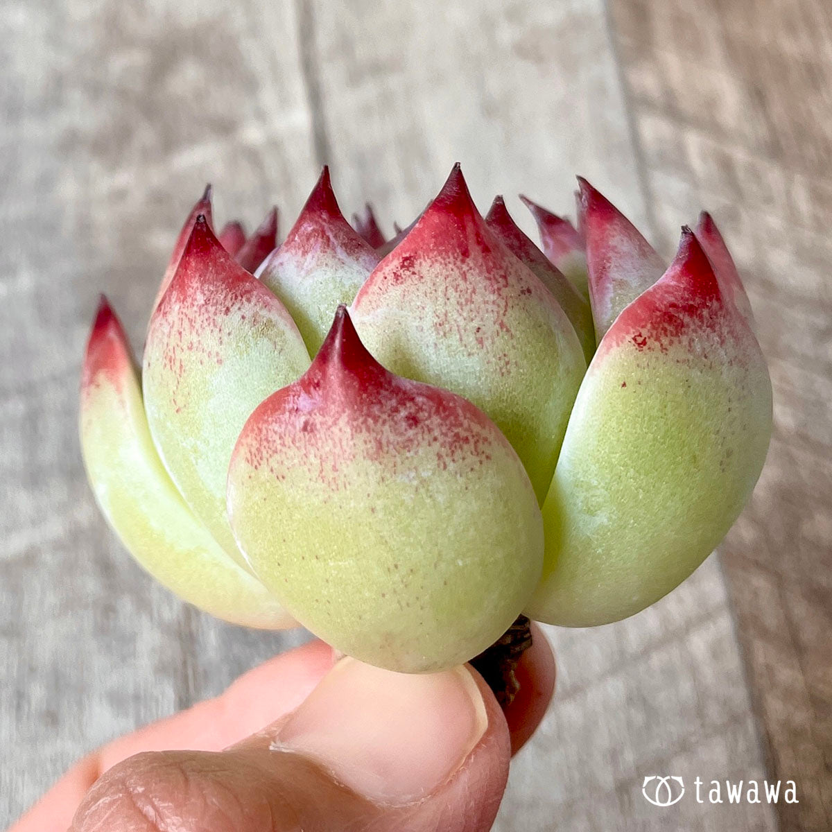 桃太郎