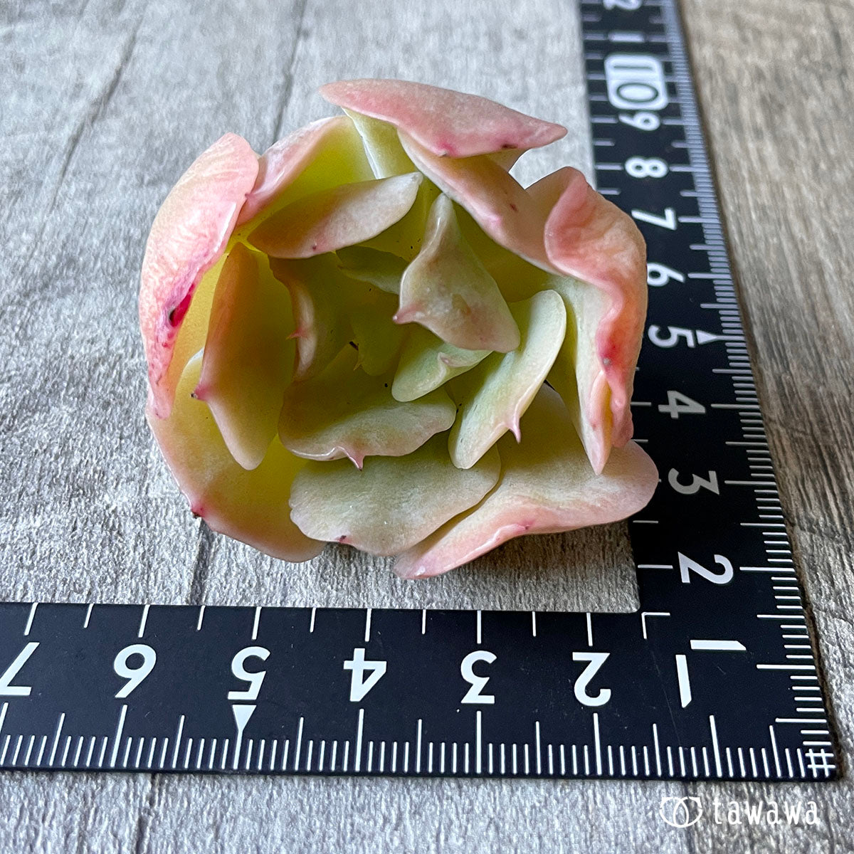 New Arrival* Cubic Frost