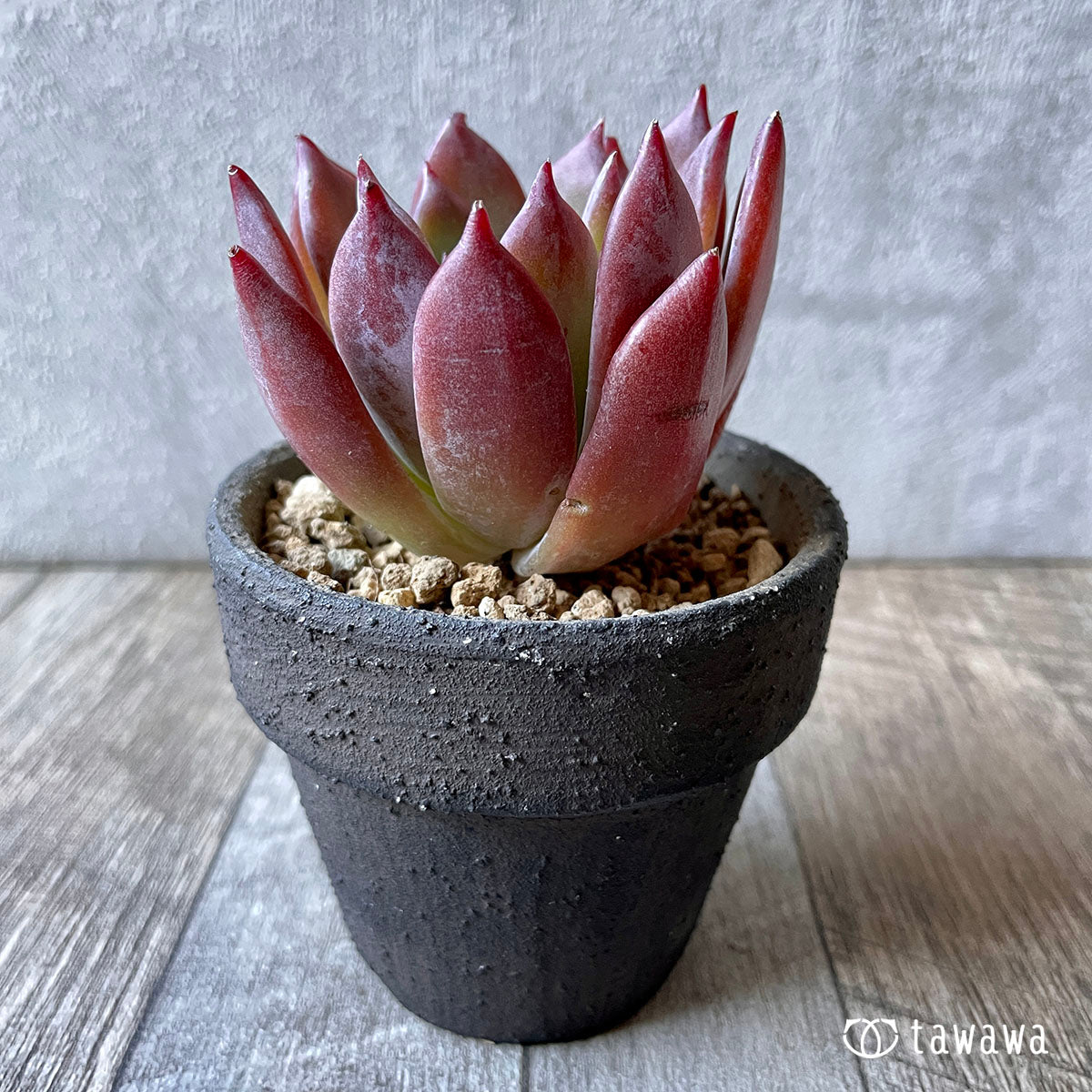 콜로라 탭 랜디티