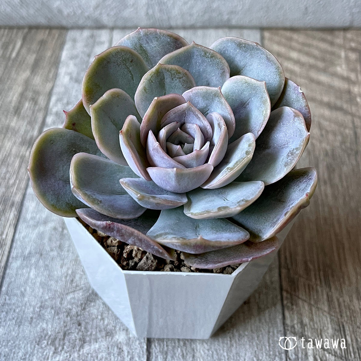 blue surprise