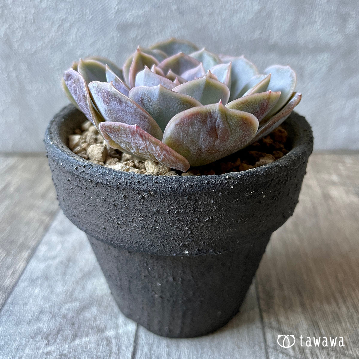 blue surprise