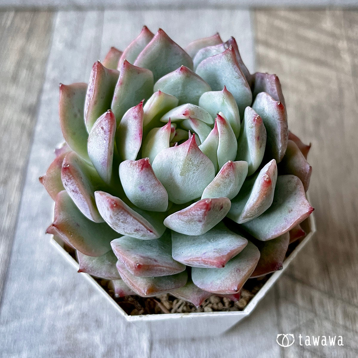 New Arrival* Cubic Frost