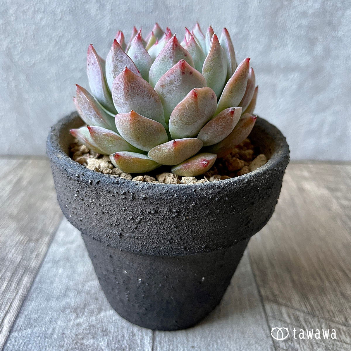 New Arrival* Cubic Frost