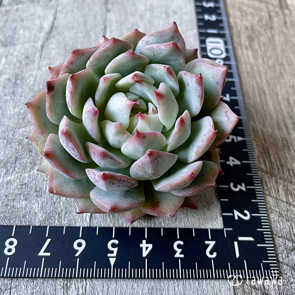 New Arrival* Cubic Frost