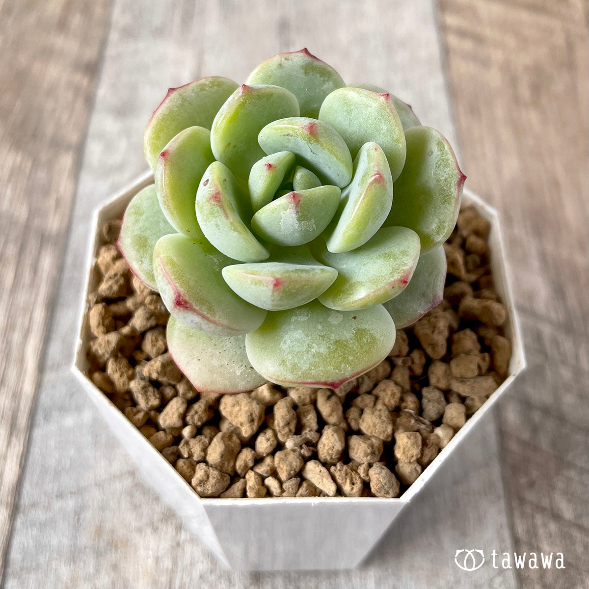 바닐라 비스
