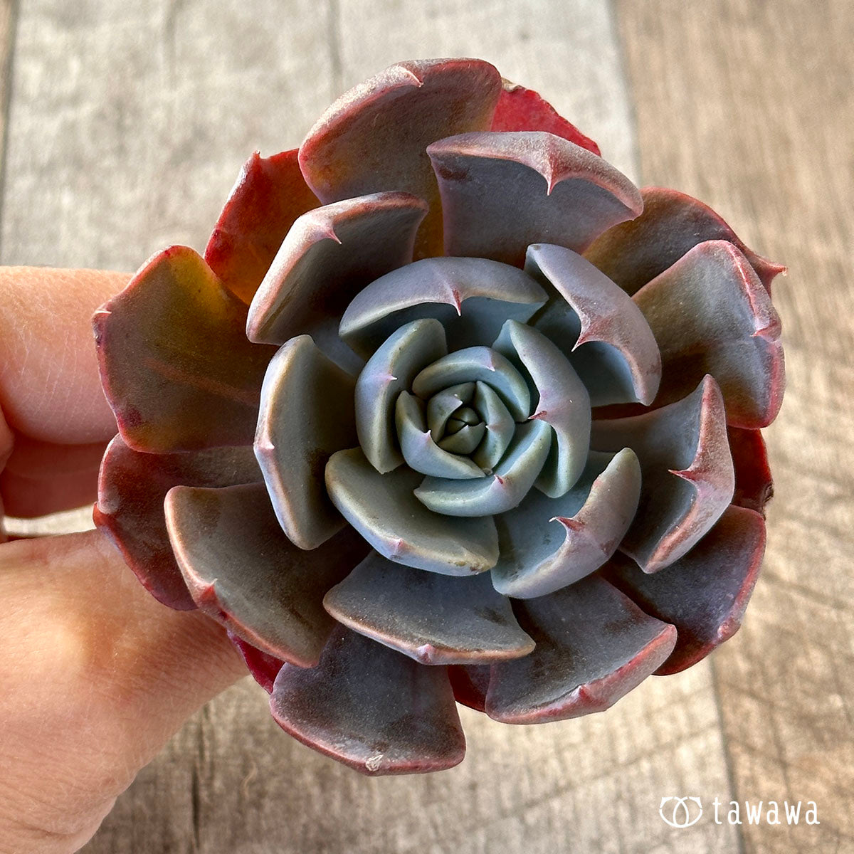 곱슬 라이너