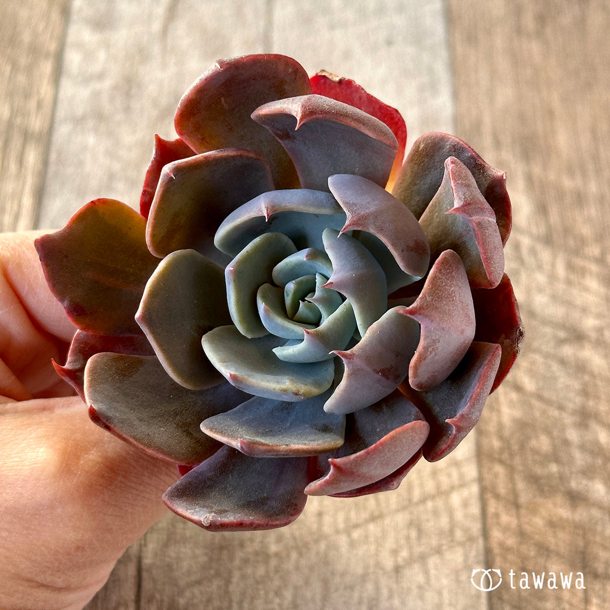곱슬 라이너