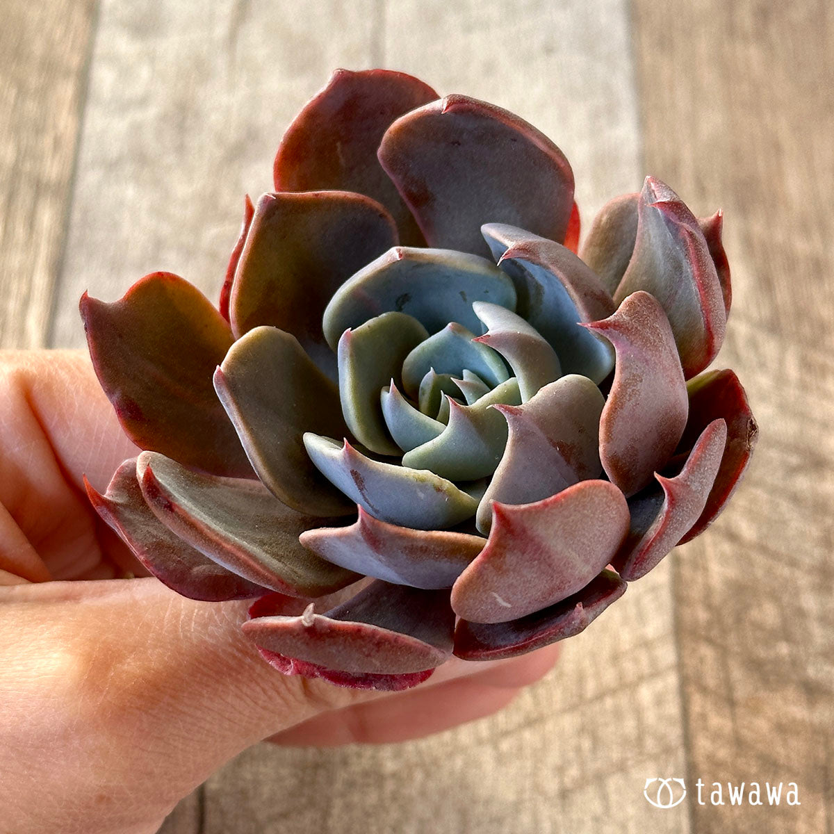 곱슬 라이너