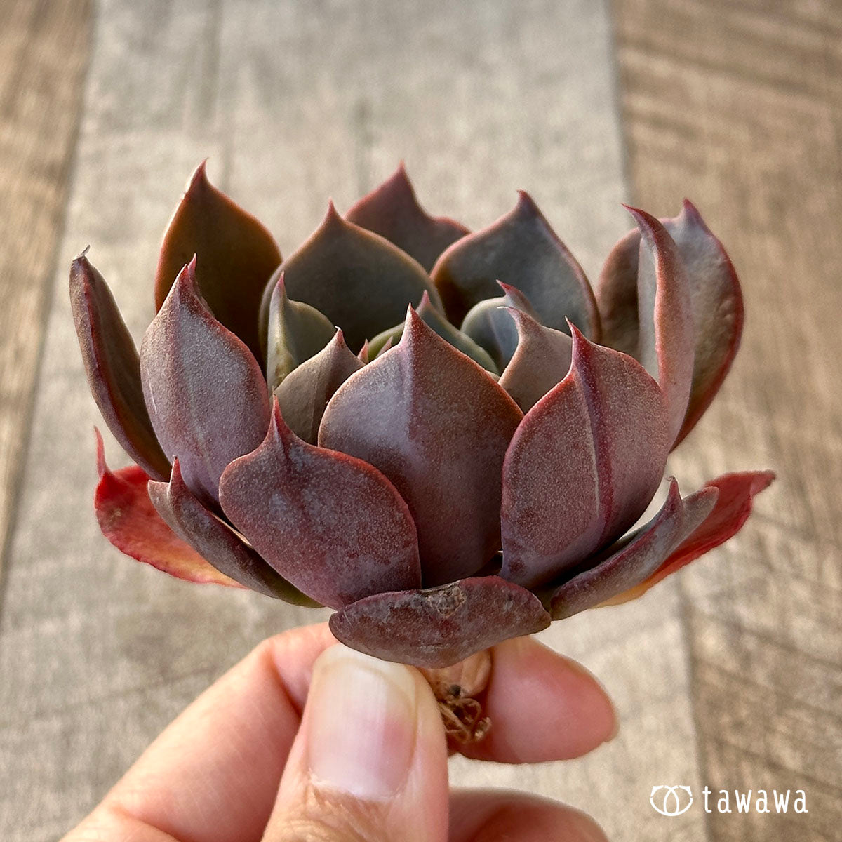 곱슬 라이너