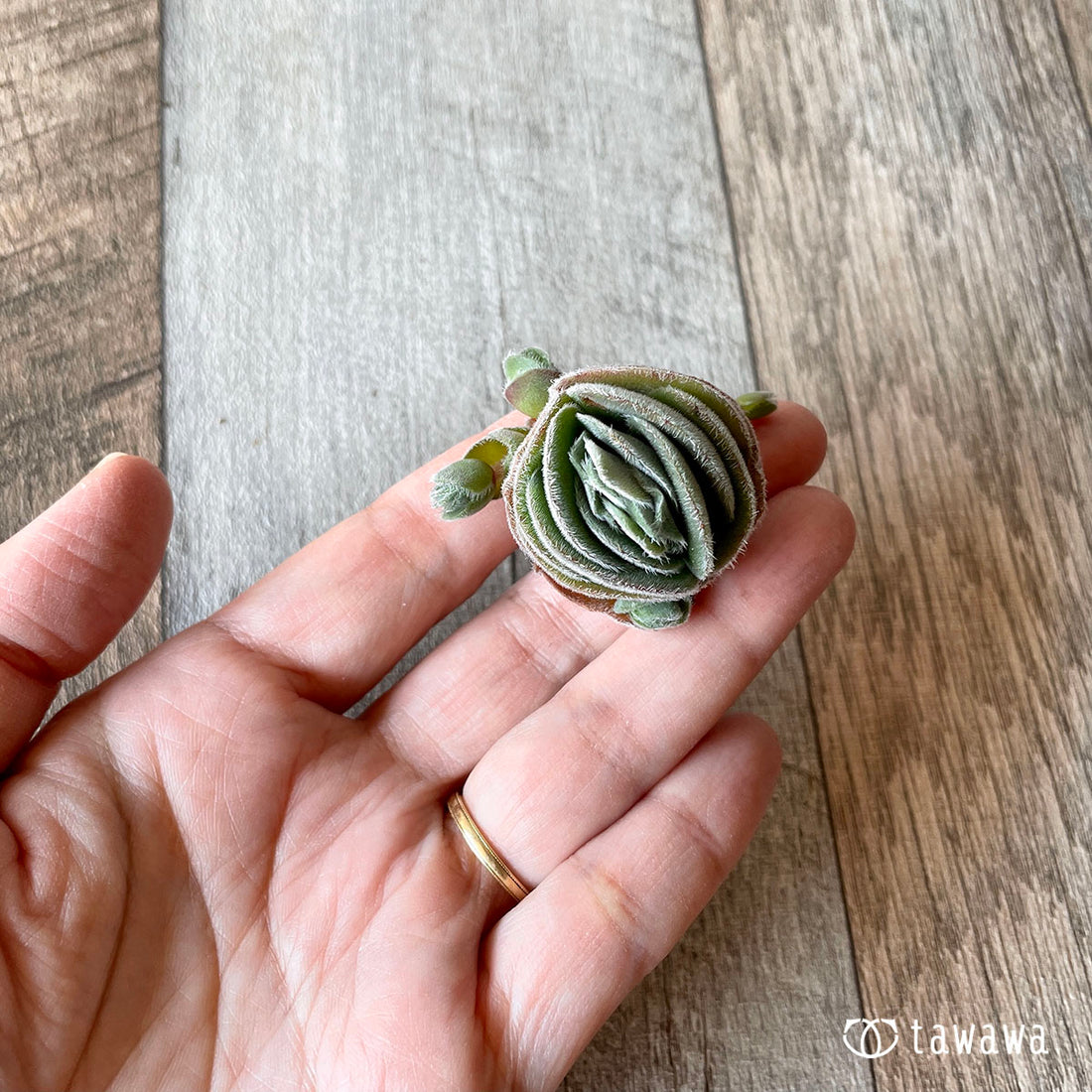 New Arrival Woolly Crassula