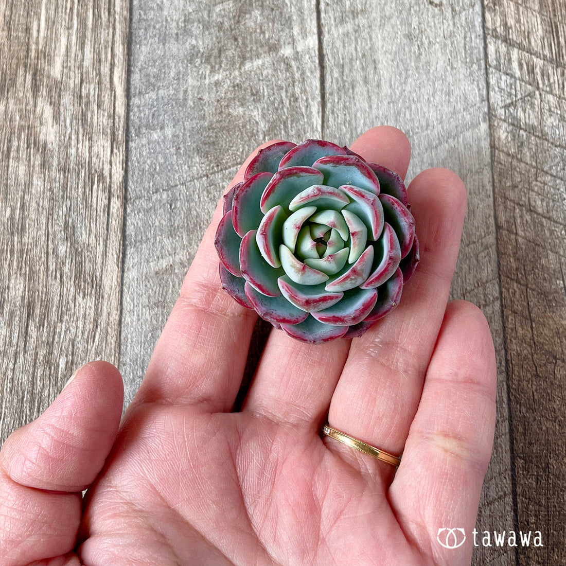 New Arrival* Star Mark