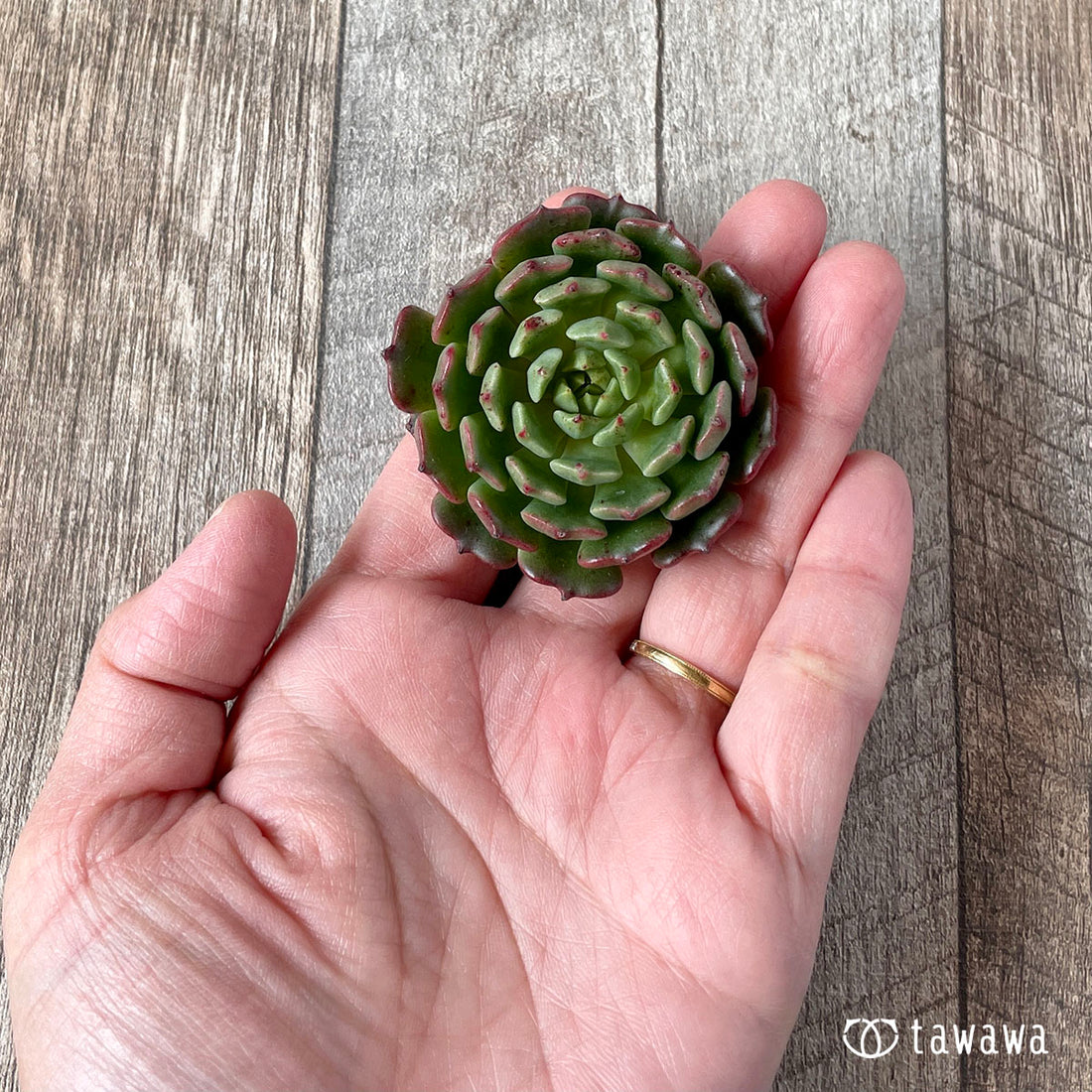 New Arrival* Star Mark