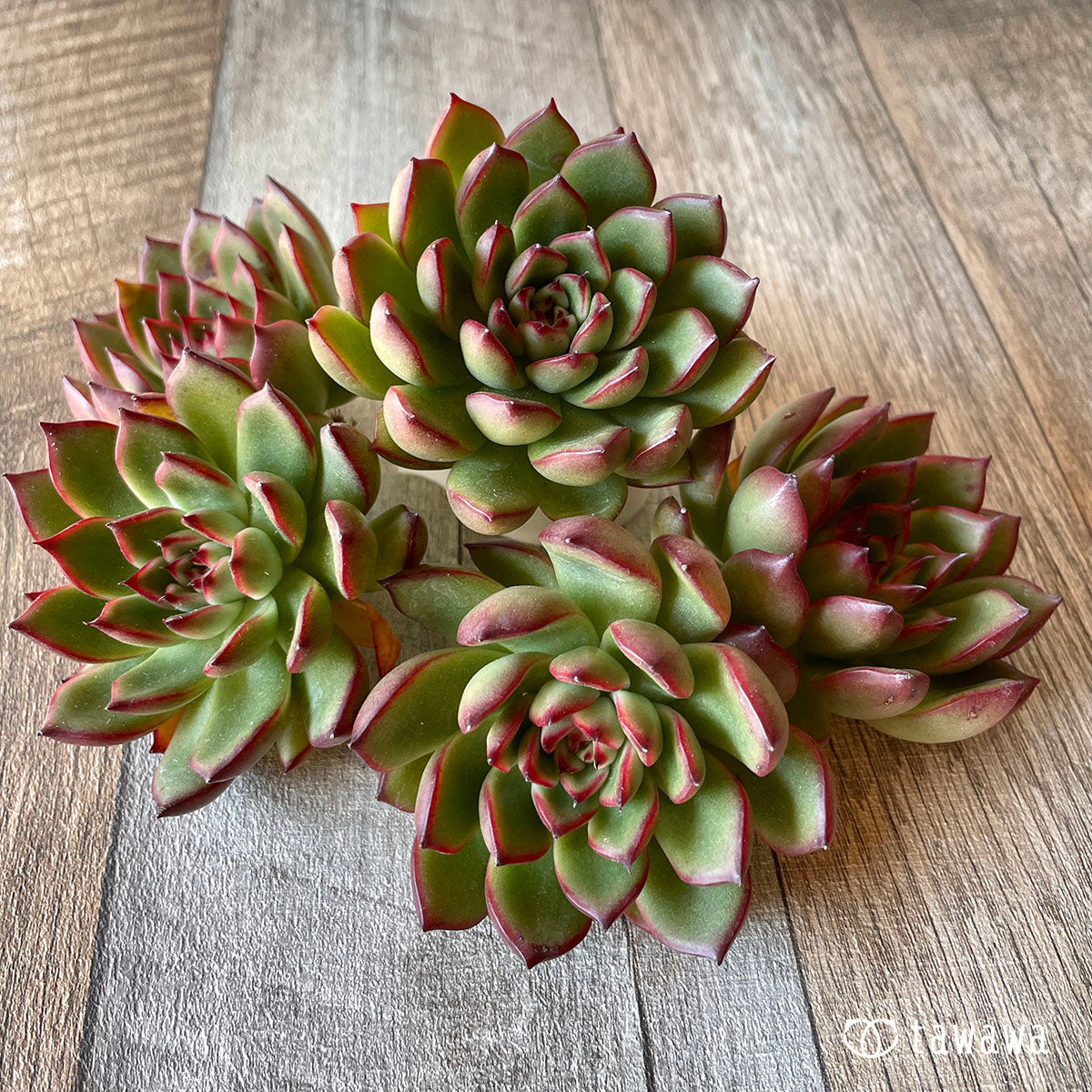 New Arrival* Cubic Frost