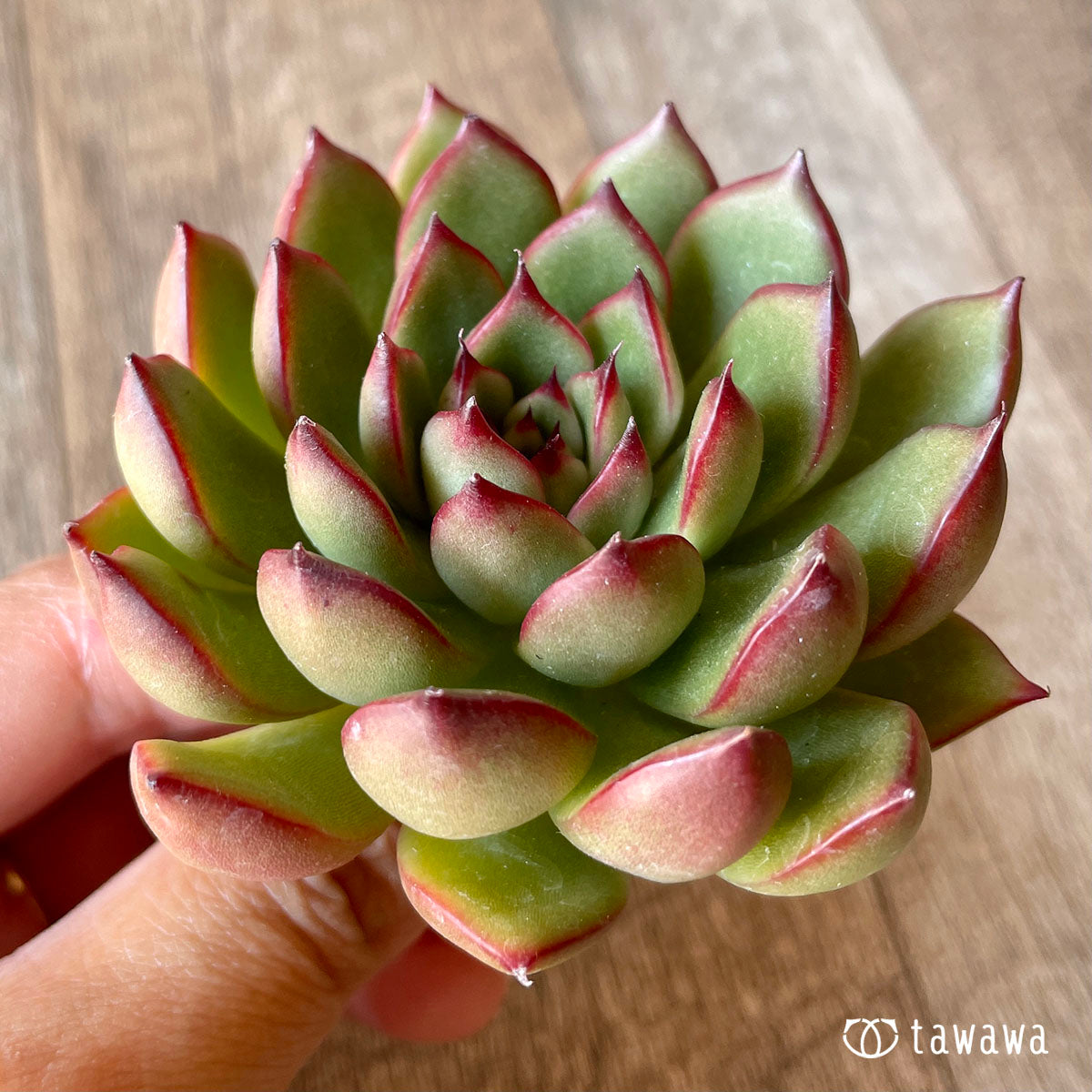 New Arrival* Cubic Frost