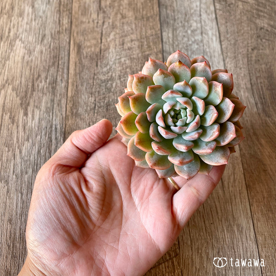 New Arrival* Cubic Frost