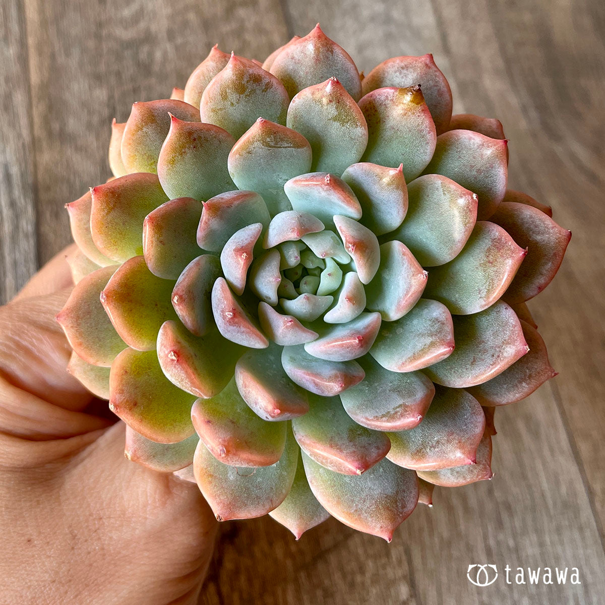 New Arrival* Cubic Frost