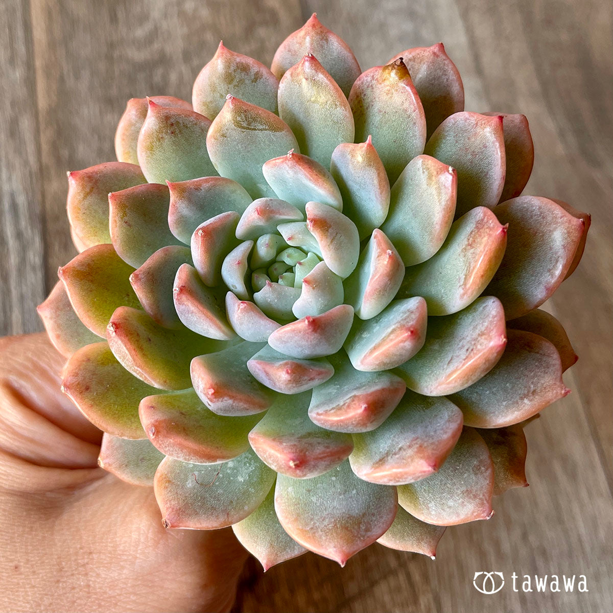 New Arrival* Cubic Frost