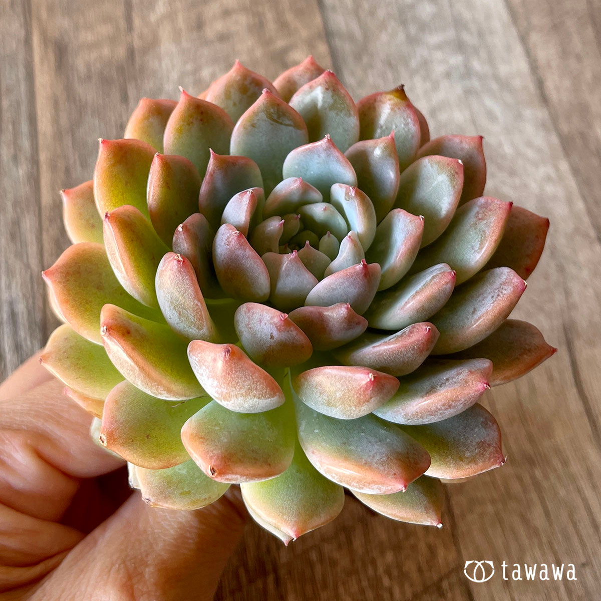 New Arrival* Cubic Frost