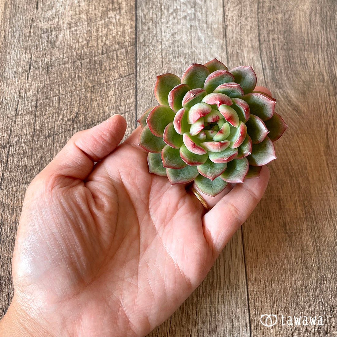 New Arrival* Cubic Frost