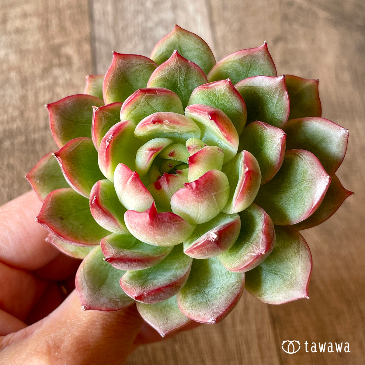 New Arrival* Cubic Frost